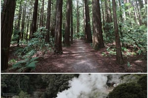 From Auckland: Day Trip to Rotorua with Optional extras