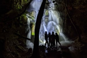 Rotorua : Visite guidée de l'aventure des vers luisants nocturnes