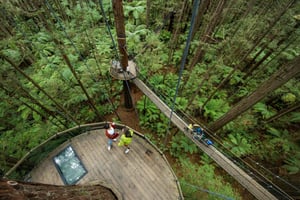 Rotorua: Redwoods Altitude, Nighttime Fast Pass, & Treewalk