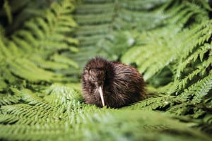 Rotorua: The National Kiwi Hatchery Kiwi Encounter Tour