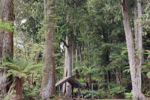 Rotorua (:) Whirinaki Forest wandelt met ons mee, de lokale bevolking