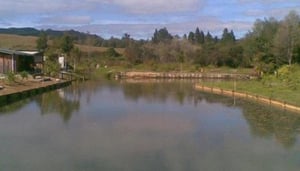 Waitangi Soda Springs