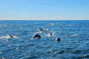 Сан-Диего: 3-часовой круиз с наблюдением за китами