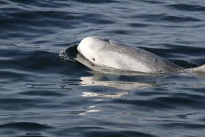 Сан-Диего: роскошный круглогодичный тур для наблюдения за китами и дельфинами