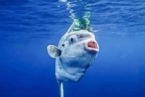 Океанское сафари в Сан-Диего: 6-часовое приключение с маской и трубкой!