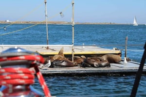 San Diego: prywatny poranny rejs dla maksymalnie 12 osób