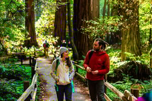 De São Francisco: Viagem de meio dia a Muir Woods e Sausalito