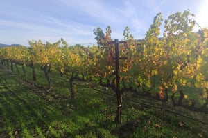 Fra San Francisco: Napa og Sonoma privat vintur