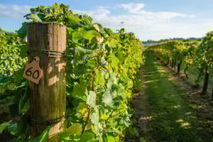 Частный винный тур с гидом в винную страну Напа и Сонома