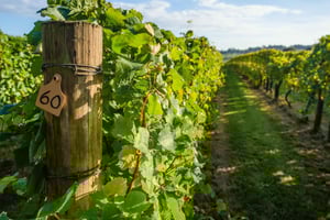 Excursión Privada Guiada a la Región Vitivinícola de Napa y Sonoma