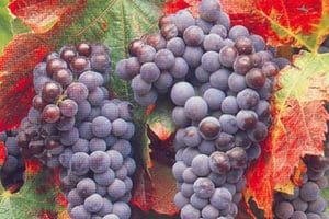 San Francisco: Halvdagsutflykt & sightseeing med hop-on hop-off stadsvandring