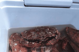 San Francisco: Crab & Cook unter der Golden Gate Bridge