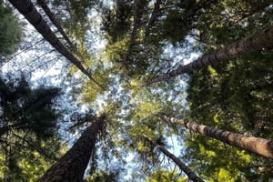 Сан-Франциско: Частная поездка в Муир Вудс