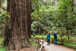 San Francisco: Napa & Sonoma Valley Wine Tour: Muir Woods, Napa & Sonoma Valley Wine Tour
