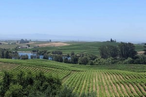 San Francisco: Napa ja Sonoma Valley Yksityinen viinikierros