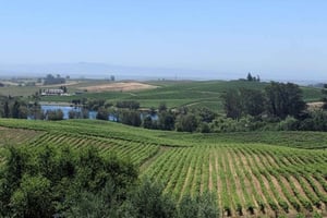 San Francisco: Tour Privado del Vino por el Valle de Napa y Sonoma