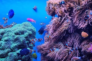 San Francisco : visite privée de l'aquarium de Monterey et des 17 miles de Carmel
