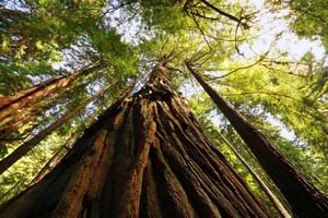 San Francisco: Private Muir Woods and Sausalito Tour