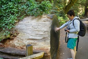 SF: Guidad tur i Muir Woods & sightseeing med hop-on hop-off (spara 15%)