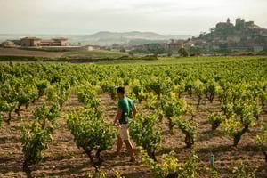 Från San Sebastián: La Rioja Wine Region Day Tour