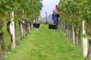 Getarian Txakoli-viinikierros San Sebastiánista