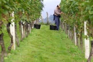 Getaria Txakoli vinresa från San Sebastian