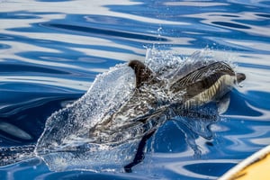 Açores : observation des baleines et tour en bateau autour des îlots avec un biologiste marin
