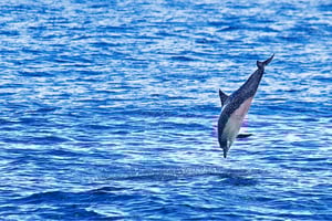 Delfinbeobachtung und Schwimmen im Golfo Aranci von Porto San Paolo aus