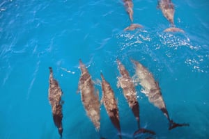 Fernando de Noronha: Katamarantur med måltid og transport