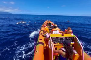 São Miguel, Azorene: Tur med hval- og delfinsafari