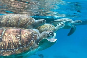 São Vicente: Snorkel with Sea Turtles Adventure