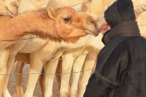 Dammam: Camel Farm Visit with Desert Drive and Dune Bashing