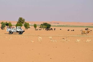 Riyadh: Open-Topped Vehicle Safari at Nofa Wildlife Park