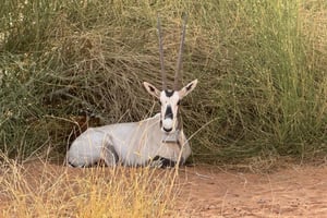 UNESCO-verdensarvsstedet Bani Ma'arid-ørkenen og AlFaw-ekspeditionen