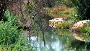 Wadi Hanifa Wetlands
