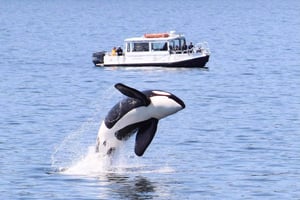 Lopez Island: Wal- und Orca-Bootstour
