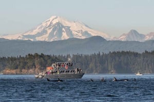 Isla de Orcas: Excursión guiada en lancha rápida por las ballenas y las orcas
