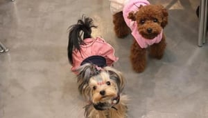 Chicu Chicu Pet Cafe & Shop