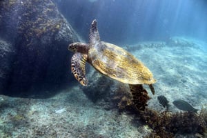 Praslin: Tour guidato di Curieuse StPierre, barbecue e 2x snorkeling