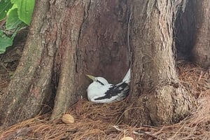 Cousin Curieuse and St Pierre & BBQ Lunch