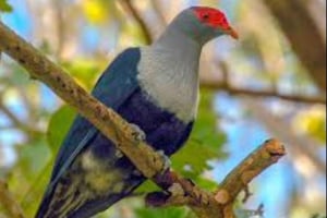 Aventure sur l'île Cousin, Curieuse et St Pierre avec BBQ Bliss