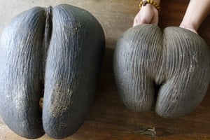 Praslin: Excursión de día completo por el Valle de Mai y la playa de Anse Lazio