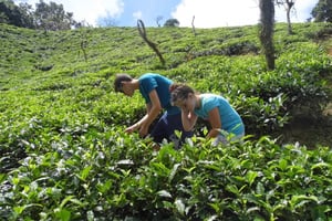 Victoria: Lo más destacado de la ciudad Visita guiada con almuerzo