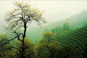 Excursión privada de un día a Hangzhou en tren bala desde Shanghai