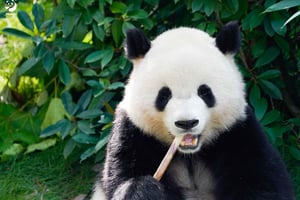 Szanghaj: bilet wstępu do zoo (przewodnik opcjonalny)