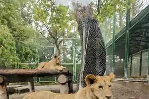 Tour del Parco Faunistico di Shanghai: dai panda ai predatori