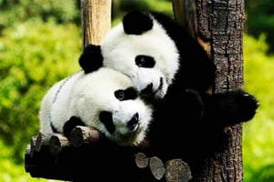 Shanghai: Dierentuin en Zhujiajiao Water Town Tour met boottocht