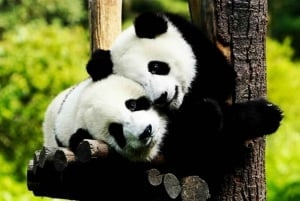 Shanghai: Zoo and Zhujiajiao Water Town Tour with Boat Ride