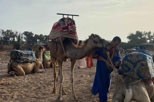 Agadir: Kameltur ved solnedgang med marokkansk middag + transfer