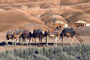 Tur i Agafay-ørkenen: Kameltur ved solnedgang & middag med show